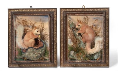 Lot 102 - A Cased Pair of Red Squirrels (Sciurus vulgaris), attributed to H Murray of Carnforth, full...