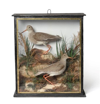 Lot 103 - A Cased Taxidermy Pair of Redshanks (Tringa totanus), a pair of full mounts both stood upon...