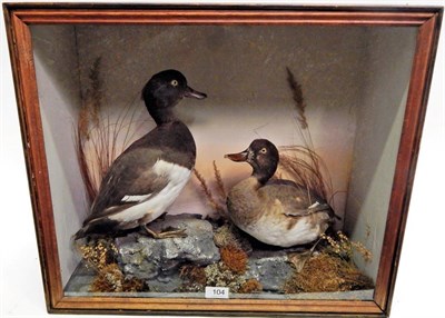 Lot 104 - A Cased Taxidermy Pair of Tufted Ducks (Aythya fuligula), by Henry Shaw of Shrewsbury, a pair...