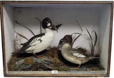 Lot 105 - A Cased Taxidermy Pair of Golden Eye Ducks (Bucephala clangula), in the style of Small & Sons...