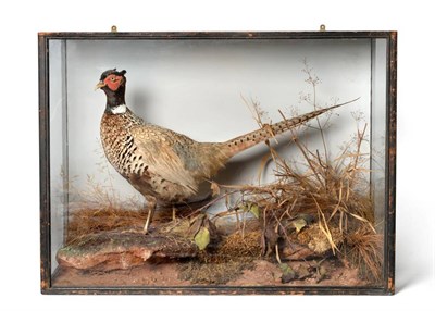 Lot 106 - A Cased Taxidermy Ring Necked Pheasant (Phasinus colchicus), attributed to Peter Spicer & Sons...