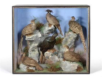 Lot 109 - A Large Victorian Taxidermy Display Case of Rare Asian Pheasants, circa 1877, by Henry Shaw, a pair
