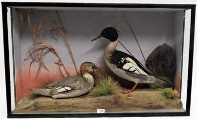 Lot 110 - A Taxidermy Cased Pair of Red-Breasted Maganser (Mergus serrator), in the manner of Murray of...
