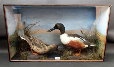 Lot 111 - A Cased Pair of Shoveler Ducks, attributed to Bill Cox of Liverpool, male and female full...