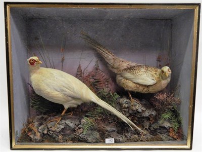Lot 112 - A Taxidermy Cased Pair of Pheasants (Phasinus colchicus), by John Shaw, a pair of white plumed...