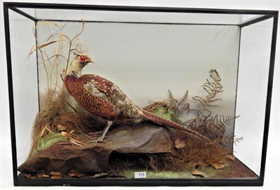 Lot 113 - A Taxidermy Cased Pheasant (Phasinus colchicus), attributed to Rowland Ward, full mount cock...
