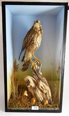 Lot 114 - A Taxidermy Cased White-Eyed Hawk (Butastur teesa), circa 1930, full mount perched upon a dry...