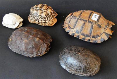 Lot 116 - A Herpetology Collection of Six Tortoise Shells, Eggs and Skeletal Remains, to include: Leopard...