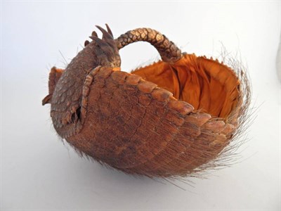Lot 117 - Andean Hairy Armadillo (Chaetophractus nationi), circa 1930, mounted as a sewing basket, 20cm...