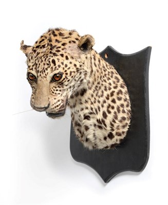 Lot 120 - Leopard (Panthera pardus) circa 1920, shoulder mount with head turning to the left with mouth...