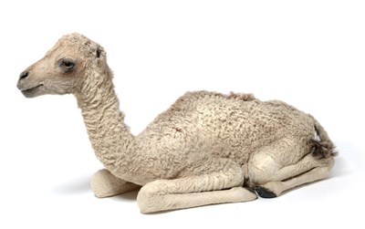 Lot 121 - Dromedary Camel (Camelus dromedarius) circa 1930, juvenile full mount in recumbent position looking