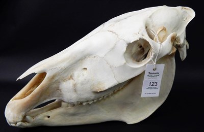Lot 123 - Burchell's Zebra (Equus quagga), modern, skull, 51cm long by 27.5cm high approx  With green...