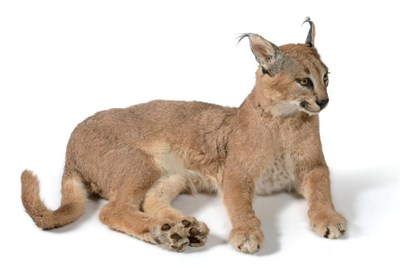 Lot 126 - African Caracal (Caracal caracal), modern, full mount in recumbent position with head turning...