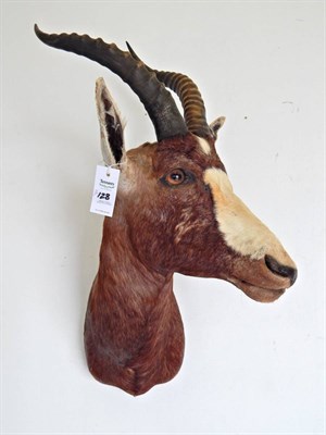 Lot 128 - Blesbok (Damaliscus pygargus phillipsi), modern, shoulder mount with head turning to the right,...