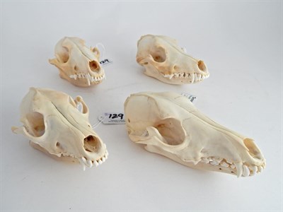 Lot 129 - Black-Backed Jackal (Canis mesomelas), modern, four full prepared skulls with fixed jaw, approx...