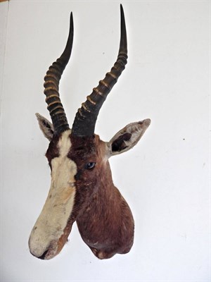 Lot 132 - Blesbok (Damaliscus pygargus phillipsi), modern, shoulder mount with head looking straight...