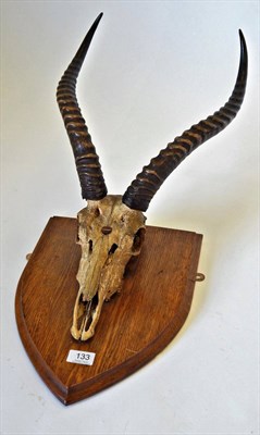 Lot 133 - Kob (Kobus kob), circa 1920, horns on upper skull on oak shield, right horn 40cm, left horn...