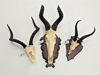 Lot 135 - Red Hartebeest (Alcelaphus caama), horns on part upper skull on carved oak shield; Impala...