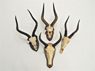 Lot 136 - Western Tsessebe (Damaliscus tsessebe), July 1996, Zimbabwe, horns on part upper skull on...