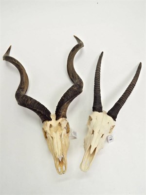 Lot 137 - Greater Kudu (Strepsiceros strepsiceros), circa late 20th century, horns on part upper skull,...