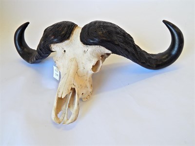 Lot 138 - Cape Buffalo (Synceros caffer) ,circa late 20th century, horns on full upper skull, 101cm...