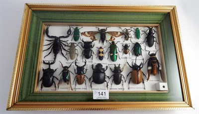 Lot 141 - Two Framed Entomology Collections of Insects, modern, to include: various beetles scorpions and...