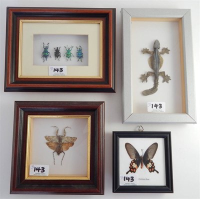 Lot 143 - A Collection of Diverse Insects, Arachnids and Butterflies, modern, to include: Large Tarantula...