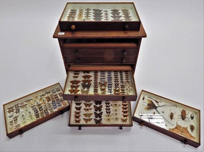 Lot 144 - A Diverse Collection of Butterflies Moths and Insects, circa 1900, contained within a stained...
