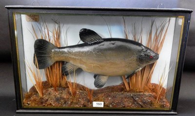 Lot 160 - A Cased Taxidermy Tench (Tinca tinca) or Doctor Fish, circa 1962, preserved and mounted in a...