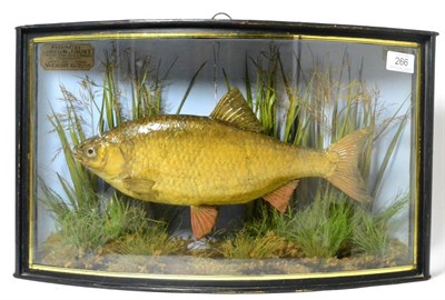 Lot 161 - A J.R. Cooper of London Roach (Rutilus rutilus), preserved and mounted amidst grasses, with maker's