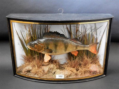 Lot 162 - A Cased Taxidermy Perch (Perca fluviatilis), circa 1935, preserved and mounted within a...