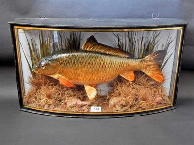 Lot 163 - A Cased Taxidermy Common Carp (Cyprinus carpio), circa 1973, preserved and mounted within a...