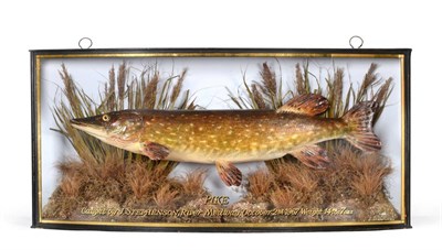 Lot 164 - A Cased Taxidermy Pike (Esox lucius), circa 1967, preserved and mounted within a naturalistic river