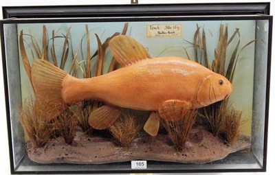 Lot 165 - A Cased Taxidermy Tench (Tinca tinca), preserved and mounted within a naturalistic river bed...