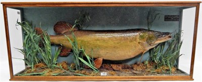 Lot 166 - A Cased Taxidermy Pike (Esox lucius), circa 1981, preserved and mounted within a naturalistic river