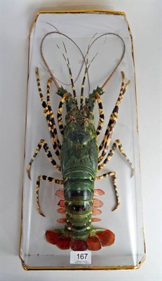 Lot 167 - Crayfish (Austropotamobius pallipes), full mount, 53cm long overall, enclosed within a plastic...