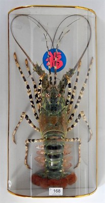Lot 168 - Crayfish (Austropotamobius pallipes), full mount, 53cm long overall, enclosed within a plastic...