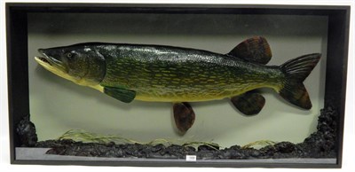 Lot 169 - A Very Large Fibreglass Pike (Esox lucius) modern, presented and mounted within a naturalistic...