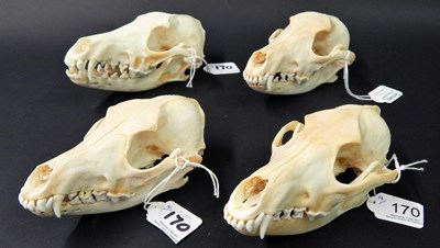 Lot 170 - Black-Backed Jackal (Canis mesomelas), modern, four full prepared skulls with fixed jaw, approx...