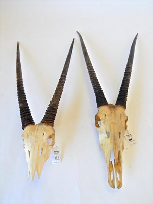 Lot 171 - Gemsbok Oryx (Oryx gazella gazella), circa late 20th century, horns on part upper skull, left...