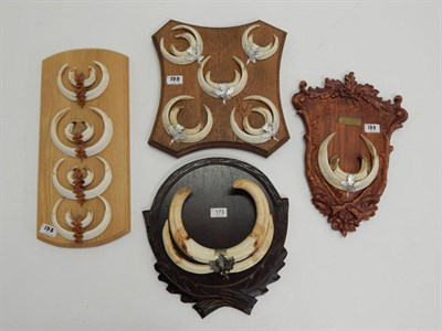 Lot 173 - Warthog Tusks (Phacochoerus africanus), a full set of tusks mounted on a carved oak leaf shield...