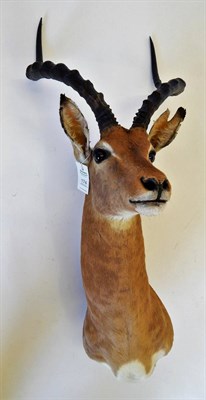 Lot 174 - Impala (Aepyceros melampus), modern, shoulder mount turning to the left, right horn 48cm, left horn