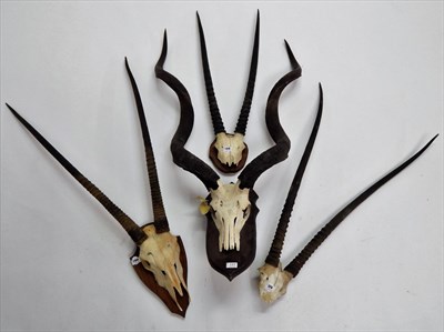 Lot 177 - Greater Kudu (Strepsiceros strepsiceros), horns on part upper skull on shaped oak shield, left horn