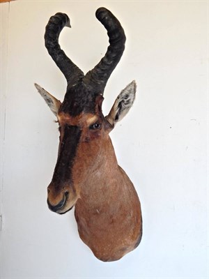 Lot 178 - Red Hartebeest (Alcelaphus caama), modern, shoulder mount looking straight ahead, 65cm from the...