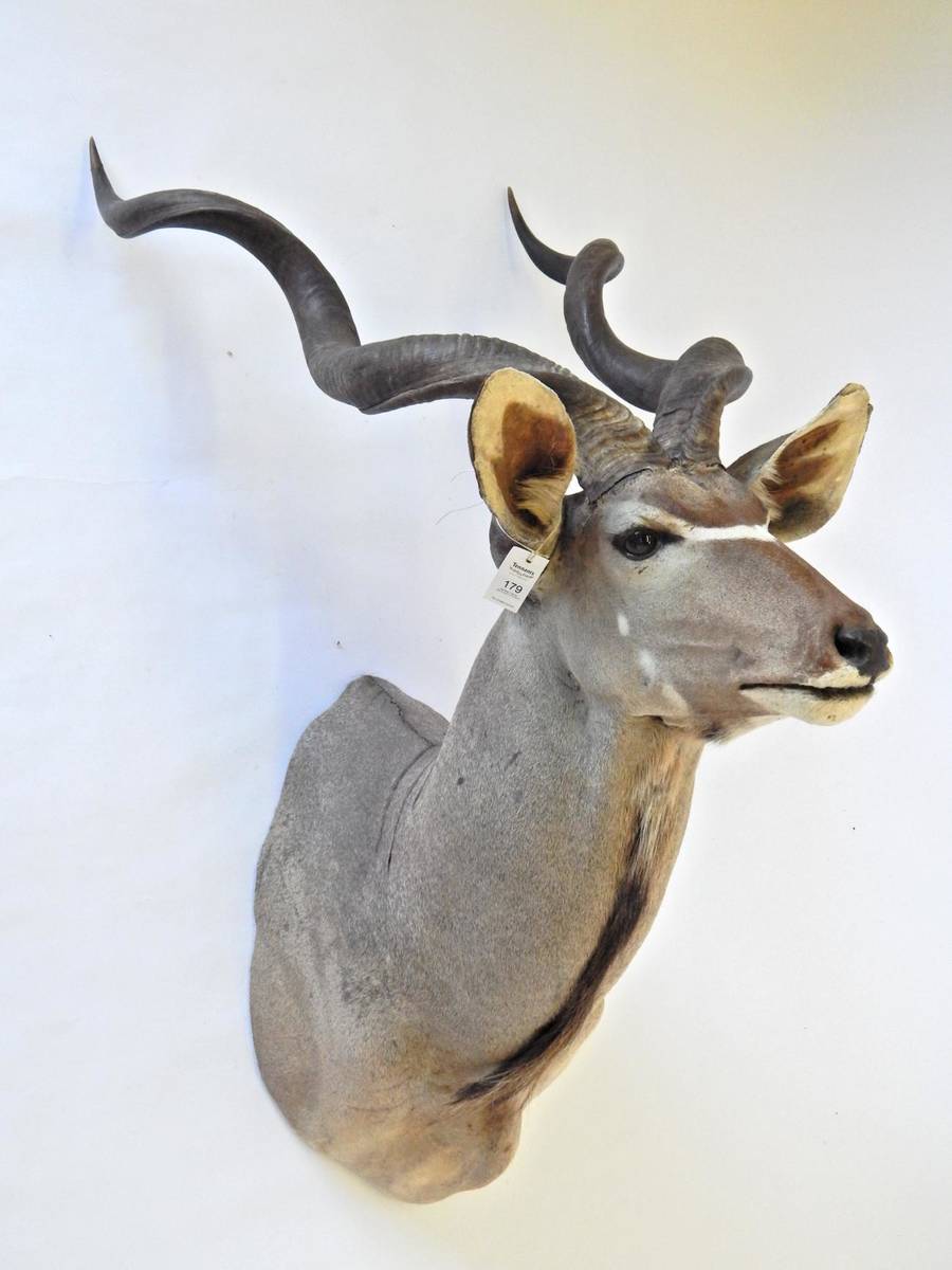 Lot 179 - Greater Kudu (Strepsiceros strepsiceros), circa late 20th century, South Africa, large bull...