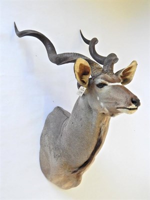 Lot 179 - Greater Kudu (Strepsiceros strepsiceros), circa late 20th century, South Africa, large bull...