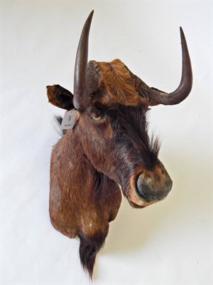 Lot 180 - Black Wildebeest (Connochaetes gnou), juvenile, modern, shoulder mount with head turning to the...