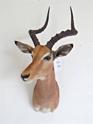 Lot 183 - Common Impala (Aepyceros melampus), modern, South Africa, shoulder mount with head turning to...