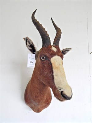 Lot 184 - Blesbok (Damaliscus pygargus phillipsi), modern, South Africa, shoulder mount with head turning...