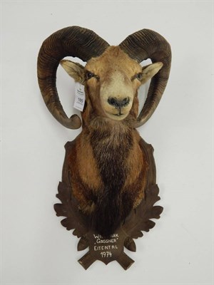 Lot 185 - European Mouflon (Ovis musimon), circa 1974, shoulder mount looking straight ahead on carved...